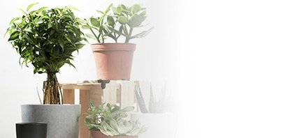 הזמנות פרחים חיפה הזמנות פרחים בחיפה