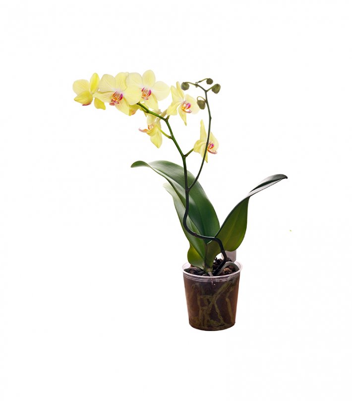 סחלב צהוב בודד