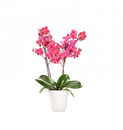 סחלב פרמיום