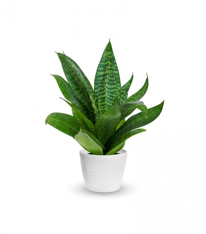 עץ בריאות עץ בריאות בכלי