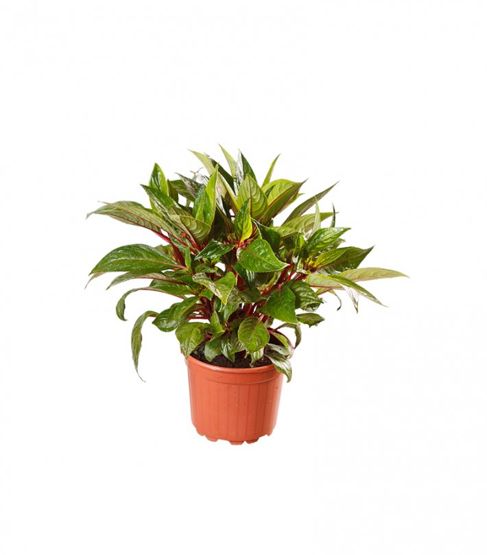 אגלונמה אדומה אגלונמה