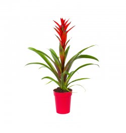 גוזמניה אדומה בכלי אדום