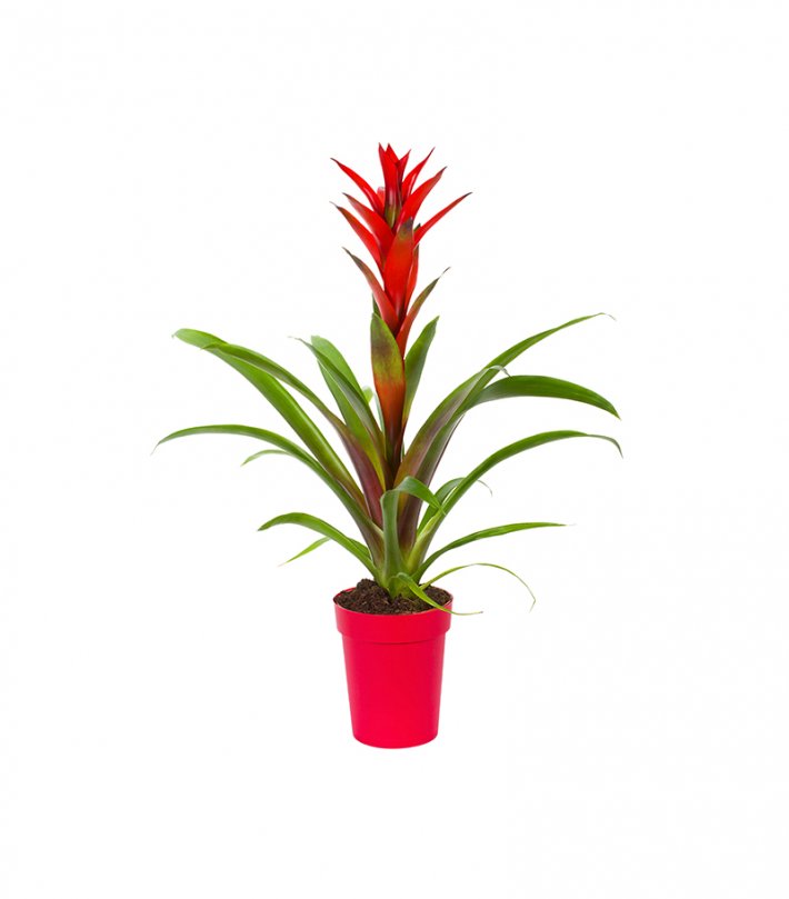 גוזמניה אדומה בכלי אדום