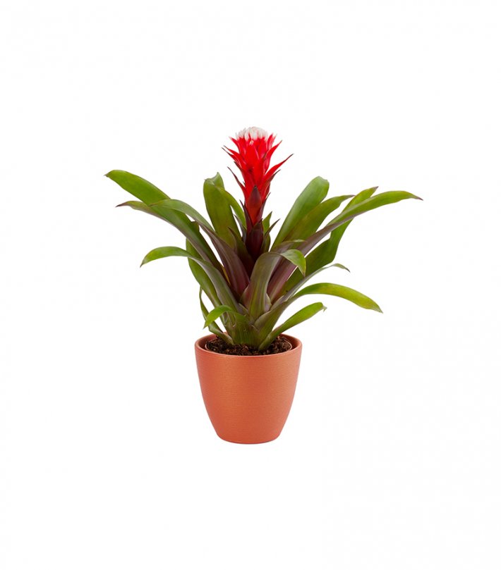 גוזמניה גדולה עם כלי קרמיקה