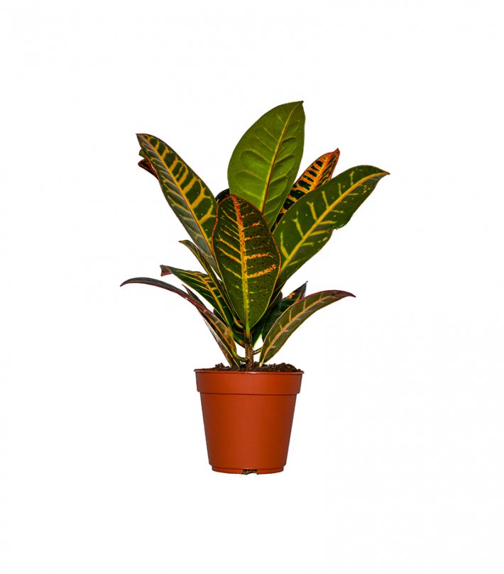 קרוטון עציץ קרוטון