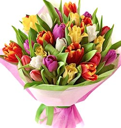 זר 25 טוליפים הולנדים